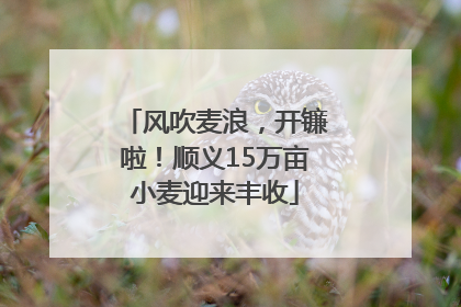 风吹麦浪，开镰啦！顺义15万亩小麦迎来丰收